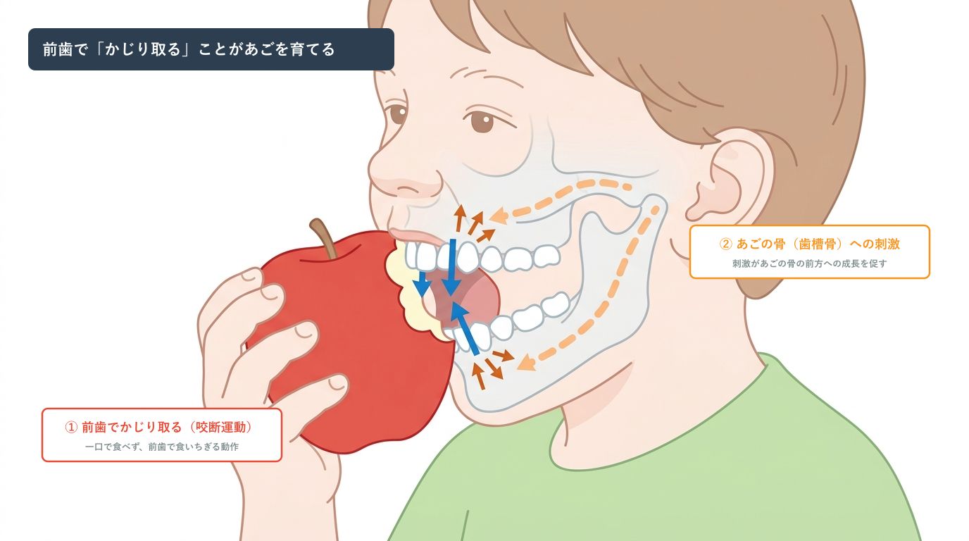 一口サイズはNG?子どものあごを育てる「前歯でかじり取る」食事のすすめ